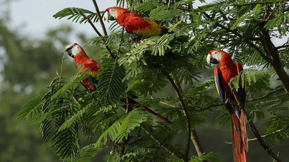 flock of scarlet macaws in the trees