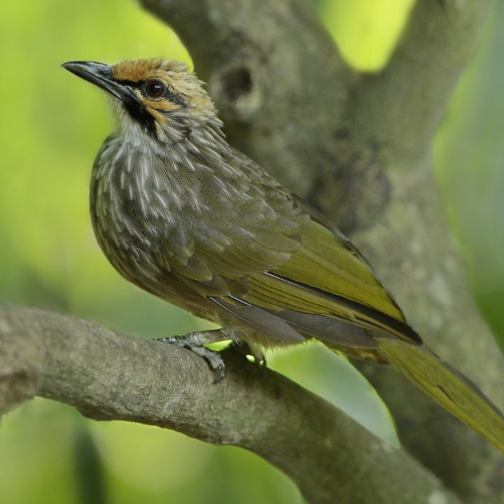 Straw-headed bulbul