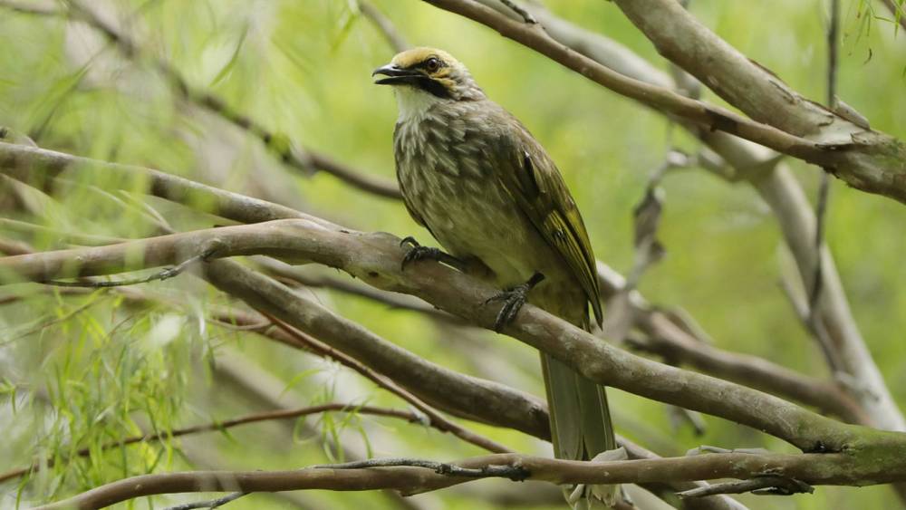 The Last Straws Are Here To Stay