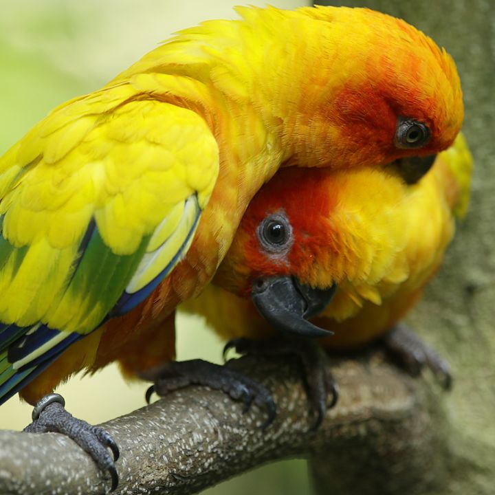 Sun parakeet