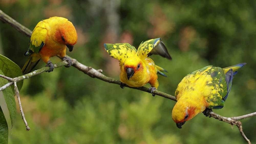 sun parakeets perched on a branch