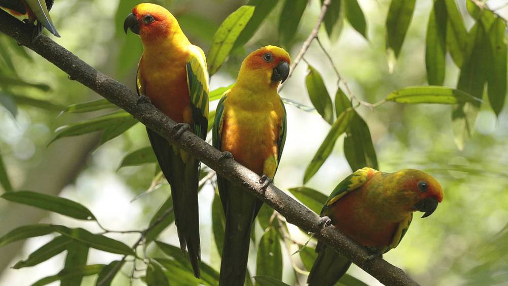 sun parakeet taking shelter in the trees