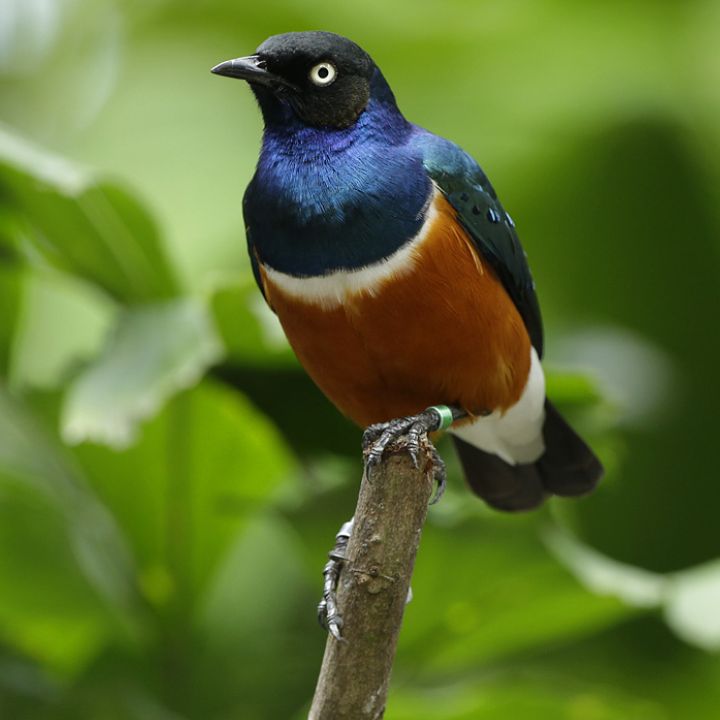 Superb starling