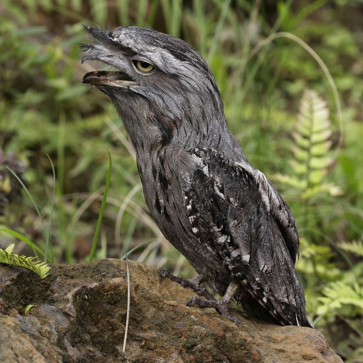 Tawny frogmouth