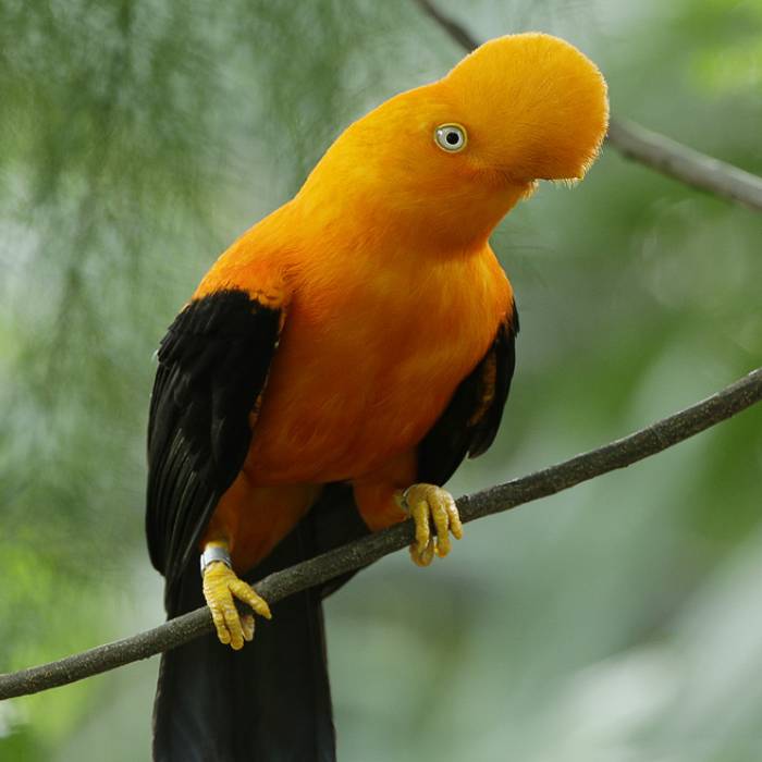 Andean cock-of-the-rock