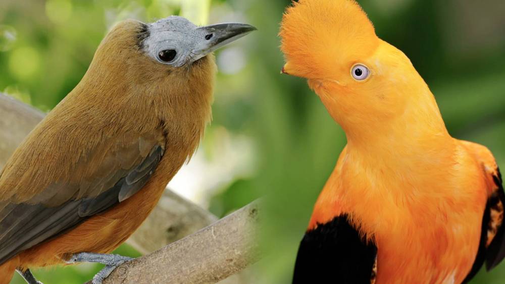 collage of capuchinbird and Andean cock-of-the-rock 
