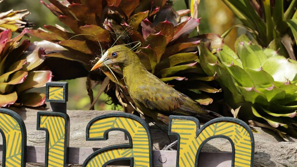 Green bird hiding for shade