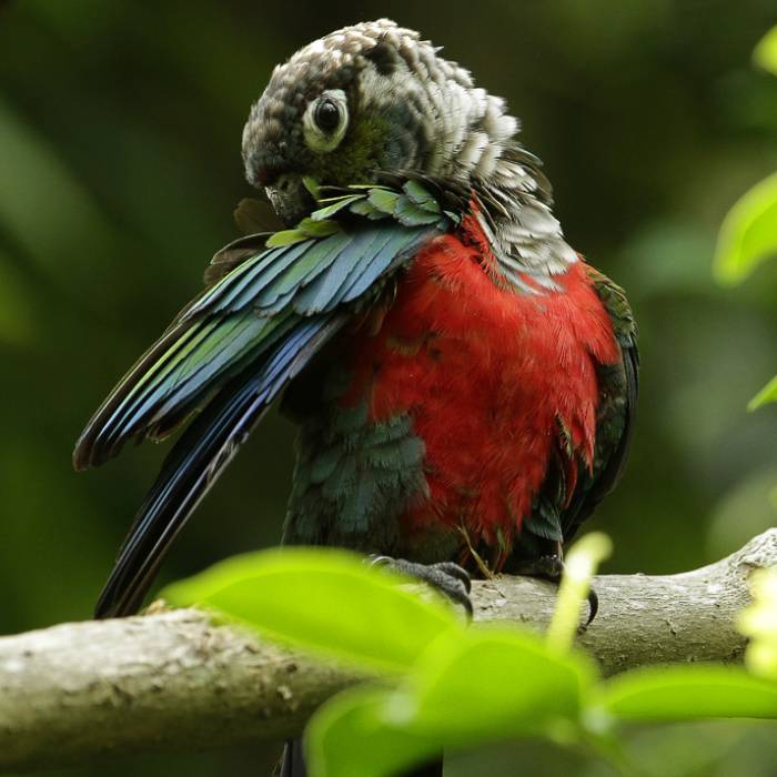 Crimson-bellied parakeet