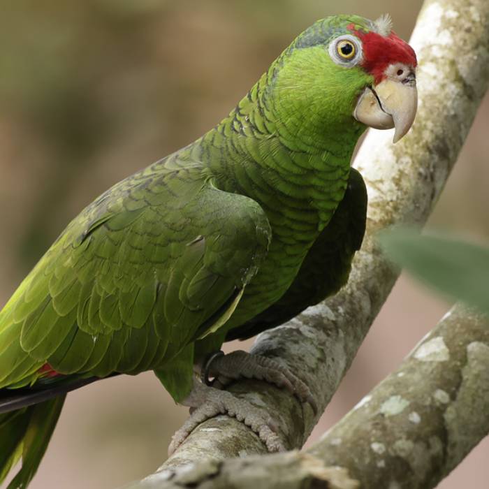 Green-cheeked amazon