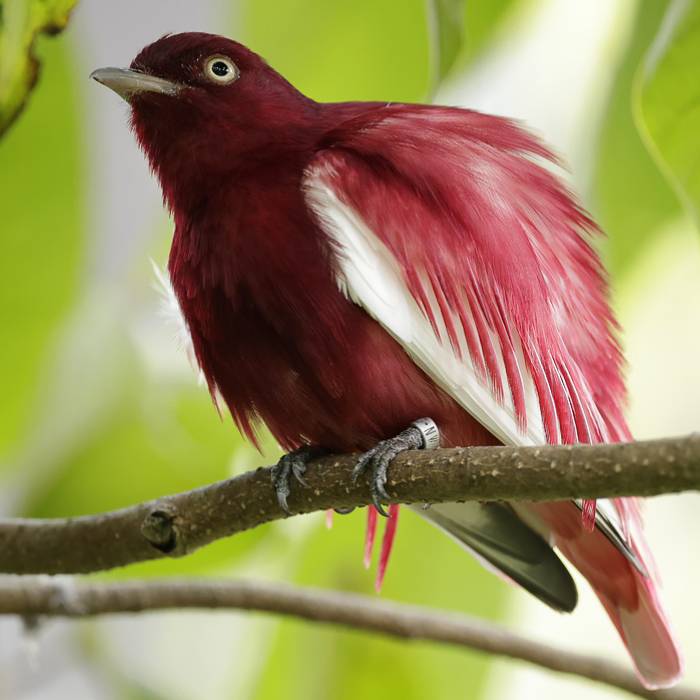 Pompadour cotinga