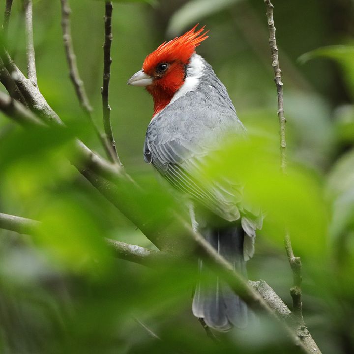 Red-crested cardinal