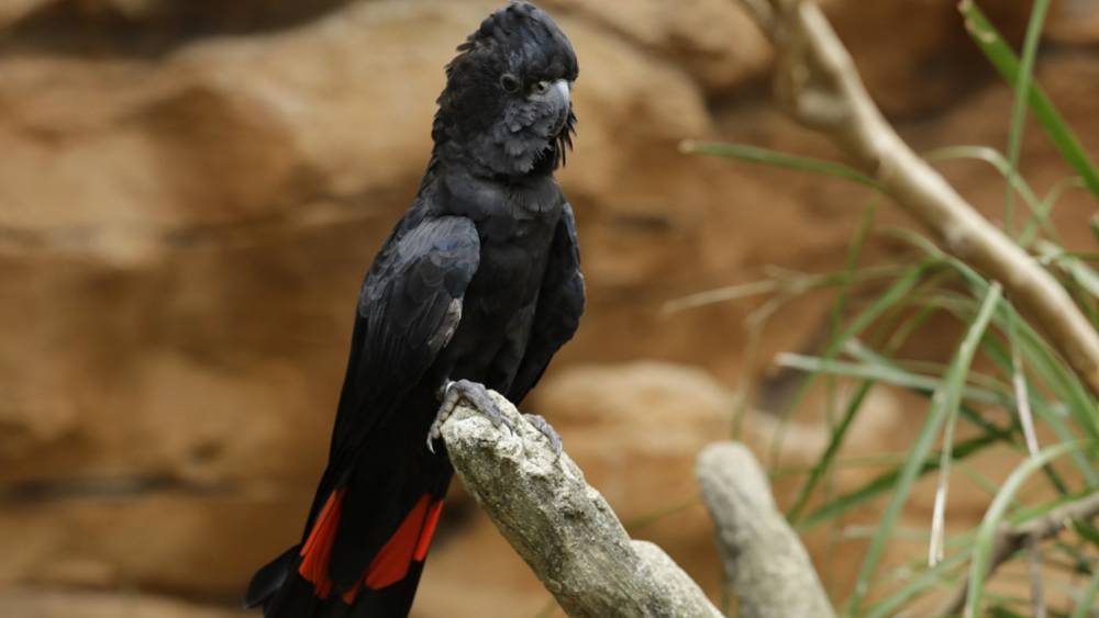 Red-tailed black-cockatoo