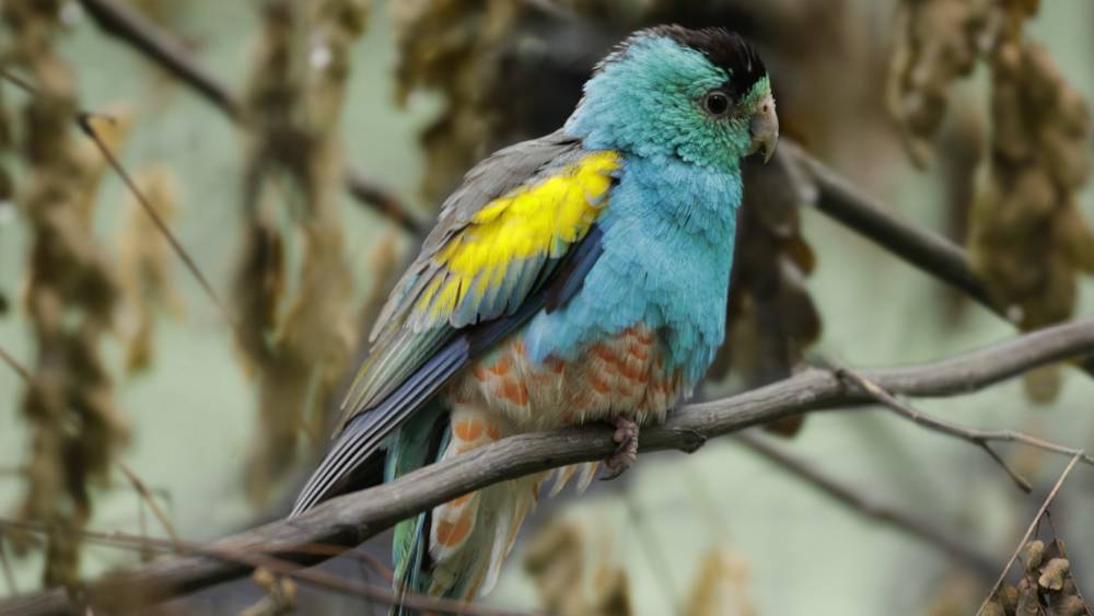 Golden-shouldered parrot