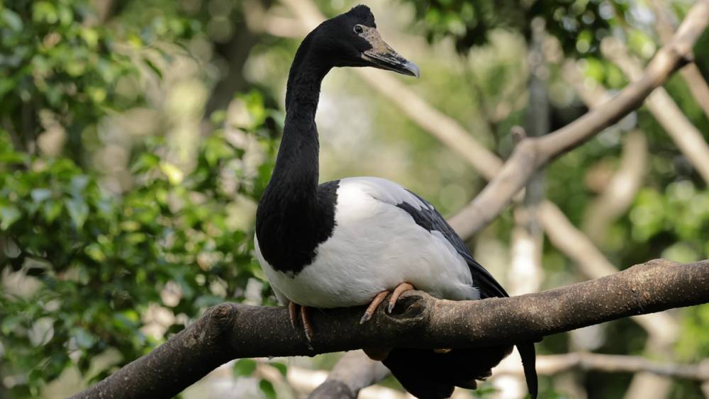 Magpie goose