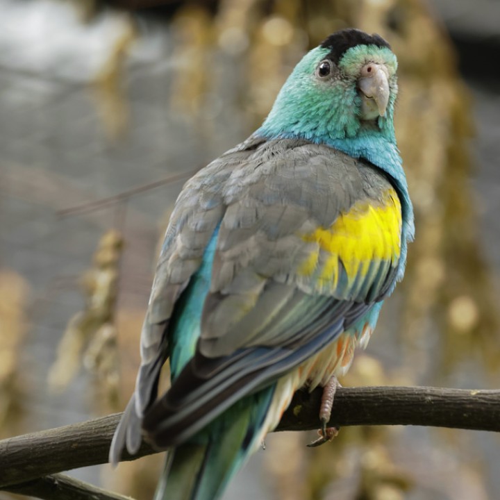 Golden-shouldered parrot