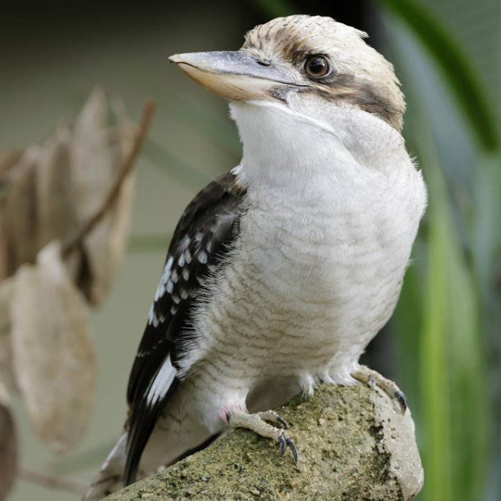 Laughing kookaburra