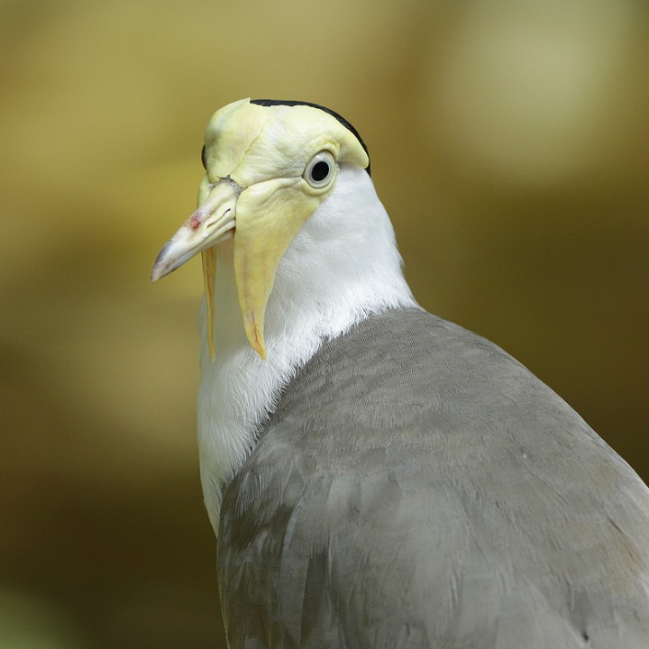 Masked lapwing