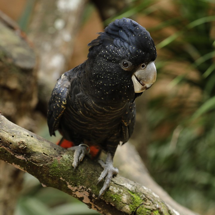 Red-tailed black-cockatoo