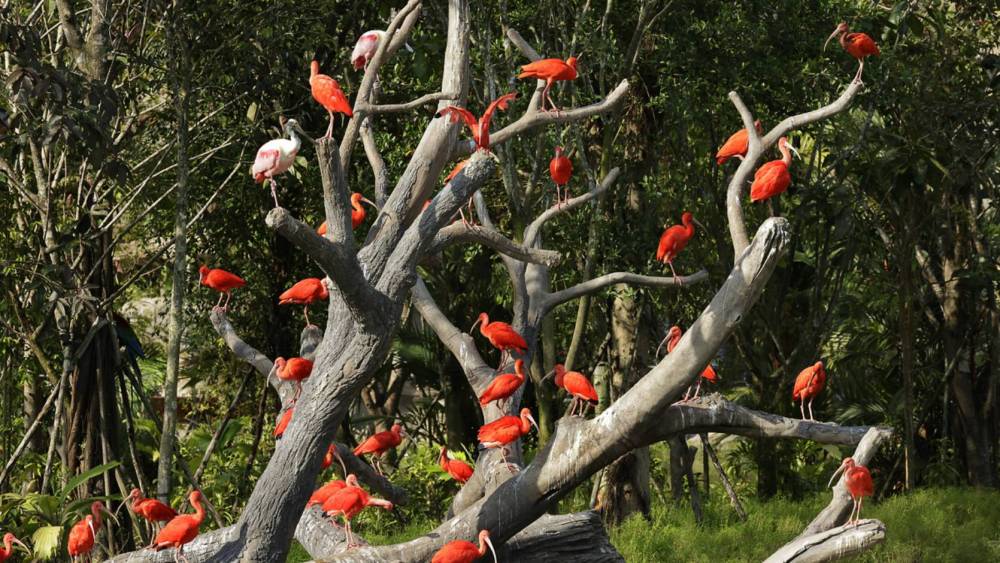 Scarlet ibises