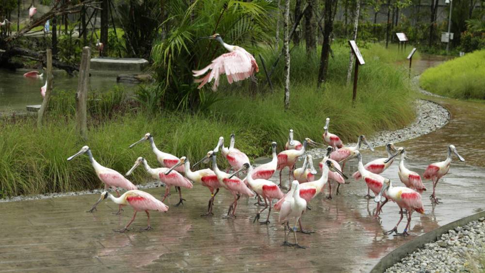 Roseate spoonbills