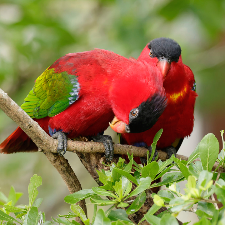 Purple-naped Lory