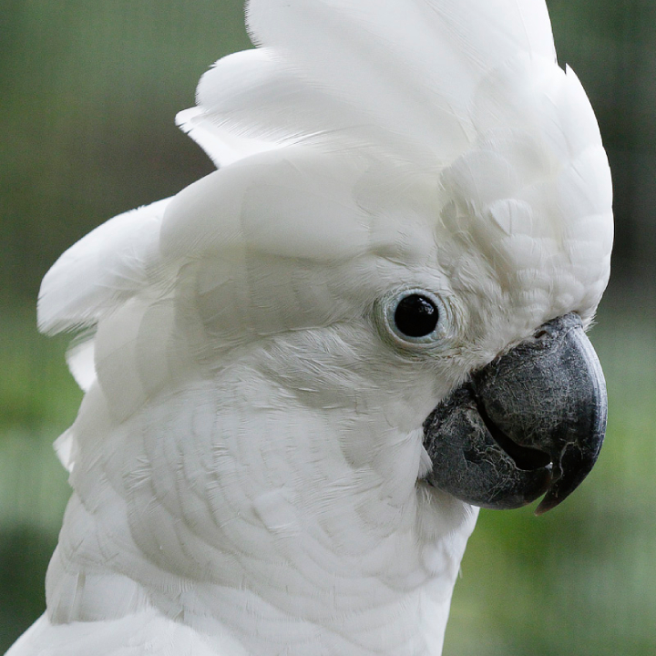 Umbrella Cockatoo