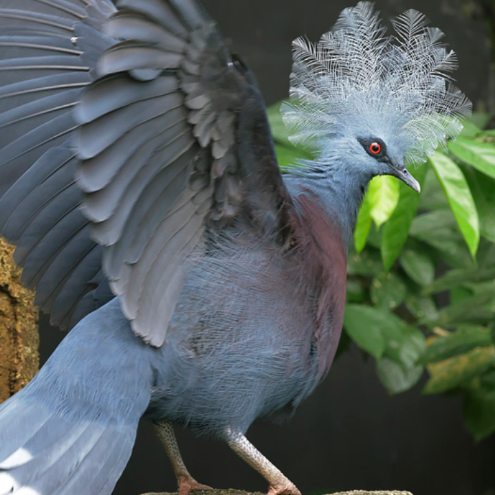 Western Crowned-Pigeon