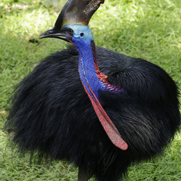 Southern cassowary