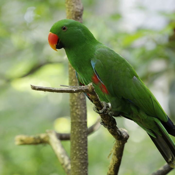 Sumba eclectus