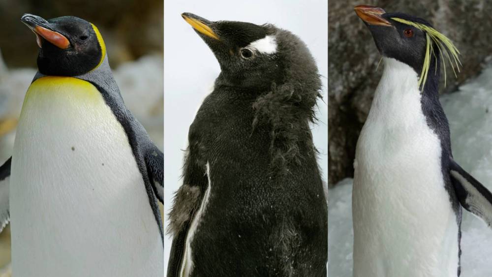 Meet The Penguins