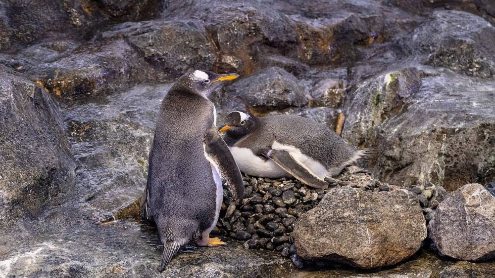 a pair of penguins in its nest