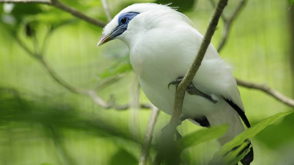 Bali mynah