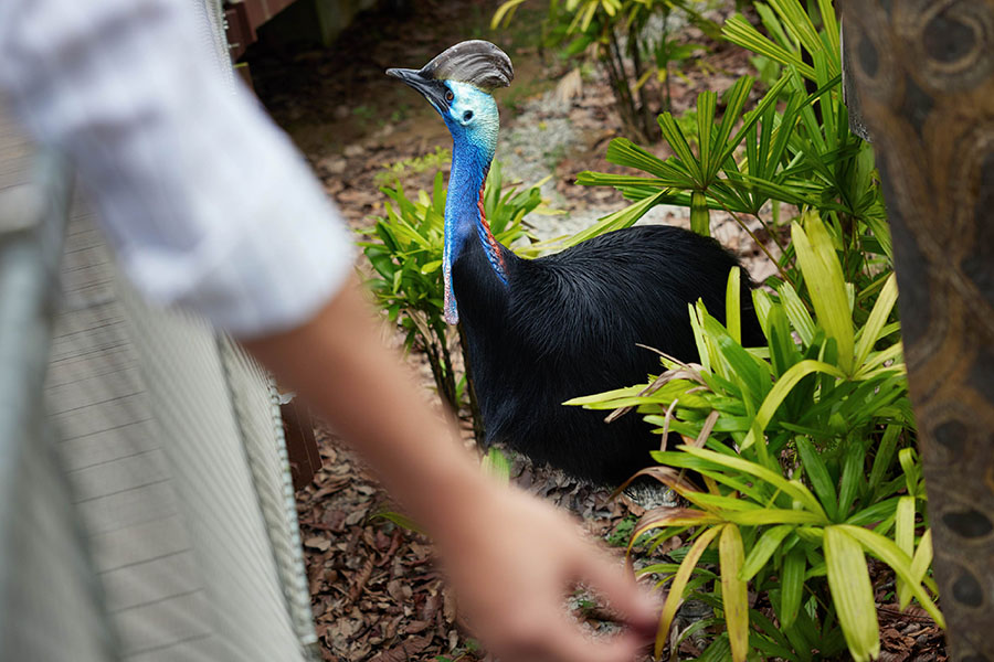 Image of a Southern Cassowary