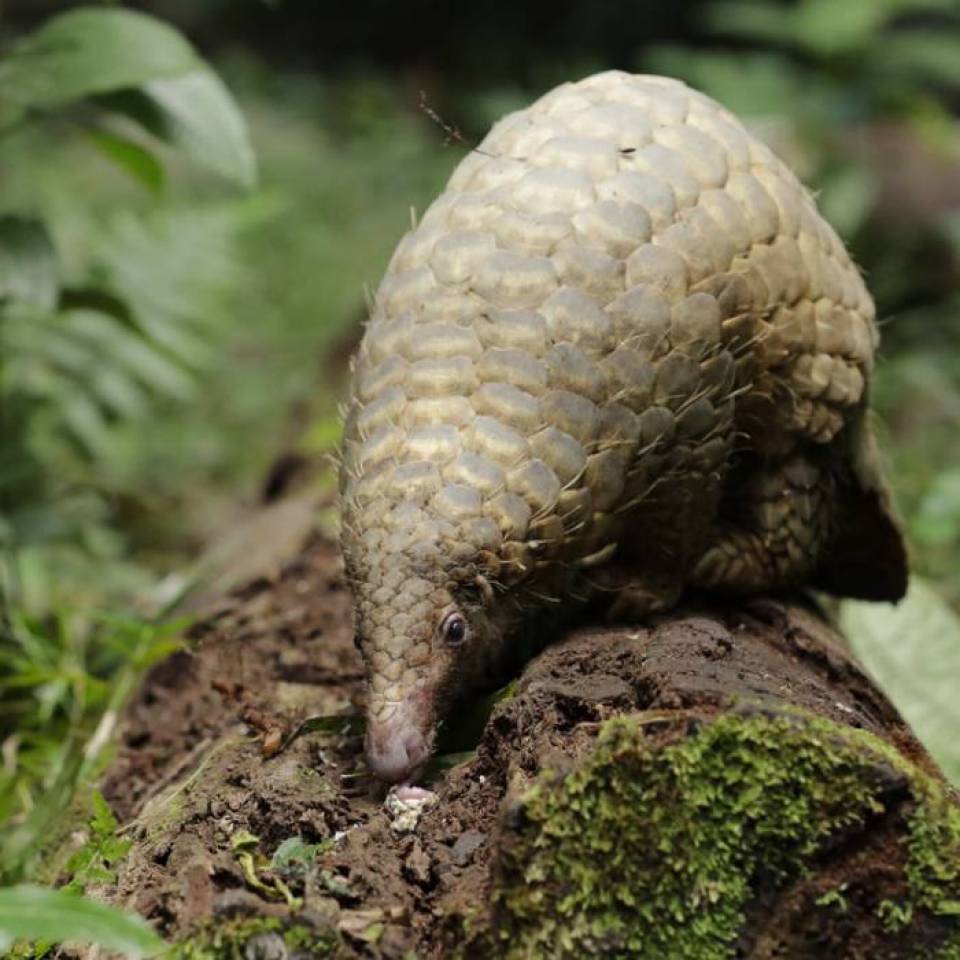 Conserving biodiversity