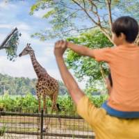 Wildlife Attractions