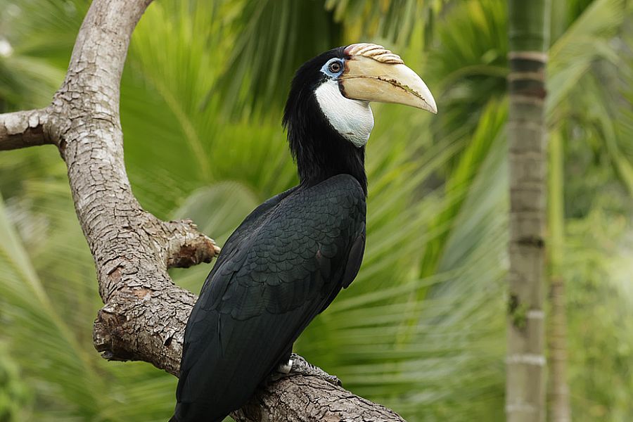 Hornbill