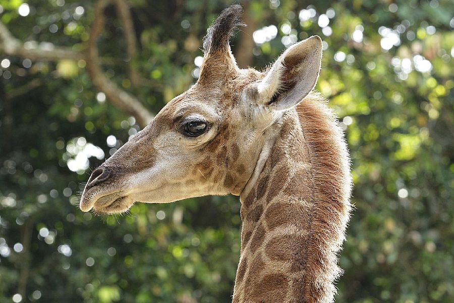 Rothschild's giraffe