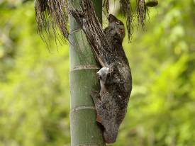 Immersion In Nature And Conservation