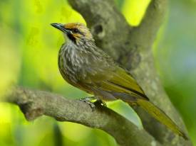 Little-known Native Animals