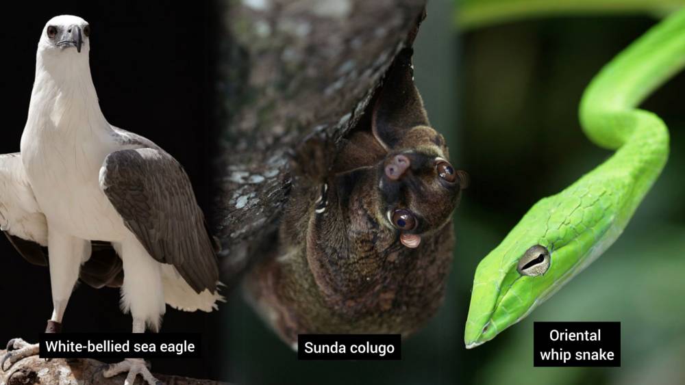 collage of a sea eagle, whip snake and colugo