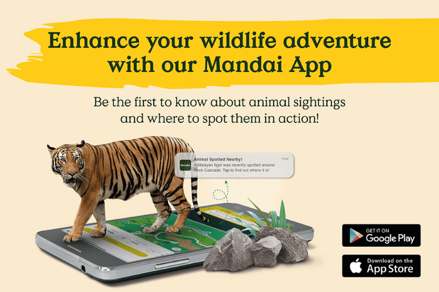 Enhance Your Wildlife Adventure with our Mandai App! Be the first to know about animal sightings and where to spot them in action!