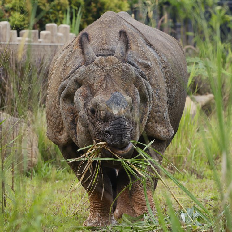 Indian rhinoceros