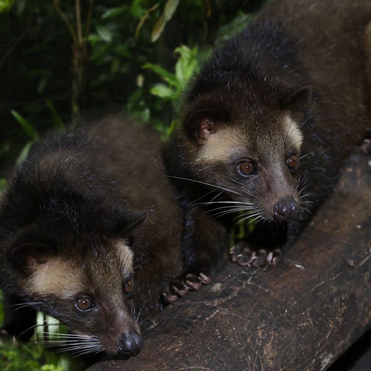 Masked Palm Civet