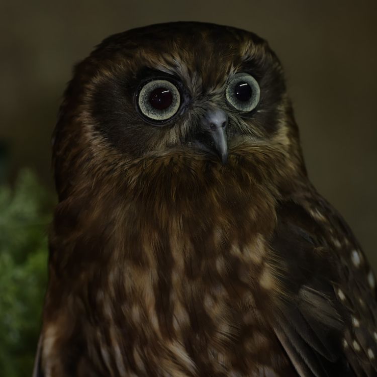 Morepork owl