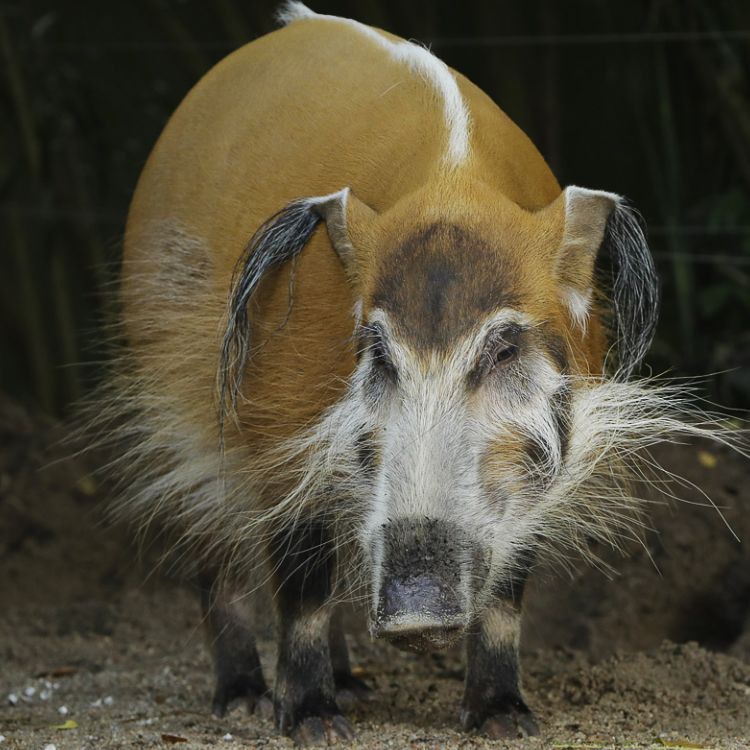 Red river hog
