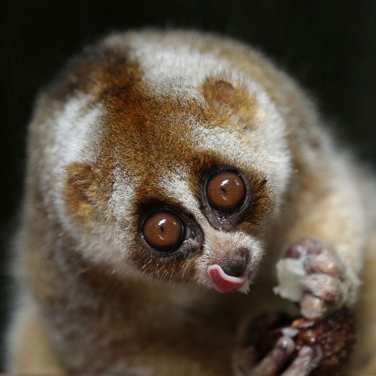 Sunda slow loris
