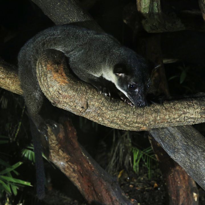 Small-toothed palm civet