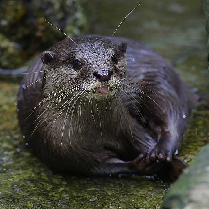 Asian small-clawed otter
