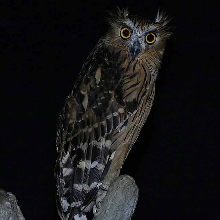 Buffy fish-owl