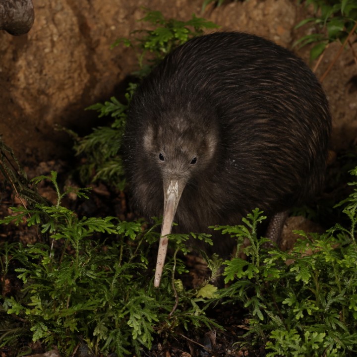 North island brown kiwi